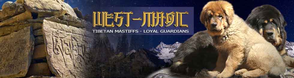 tibetan mastiff colorado